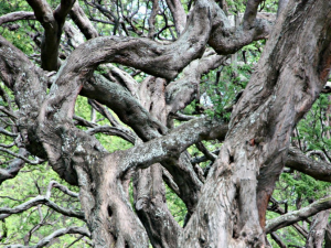 image of intertwined growth