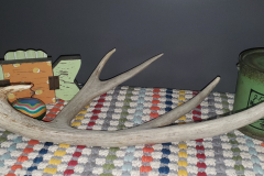 Antler 3