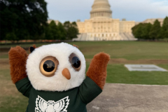 Swoop at The Capitol