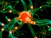 Neuron in brain