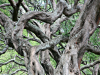 Growing learning through connecting classrooms image of intertwined growth