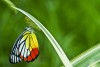 Teaching Worldliness Butterfly and cocoon