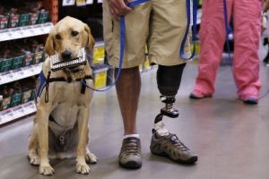 Service Dogs