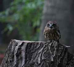 photograph of owl on stump