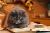 Read a Book 40066330-smart-cat-reading-a-book