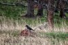 Raven and Coyote in Yellowstone
