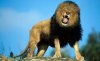 40 Years as a NMC Student lion