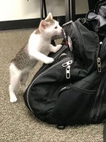 kitten in backpack