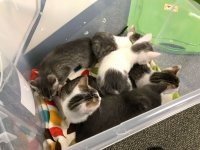 bin full of kittens