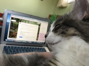 cat helping to teach online