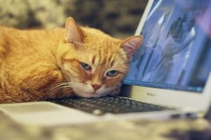 Cat sleeping on a computer