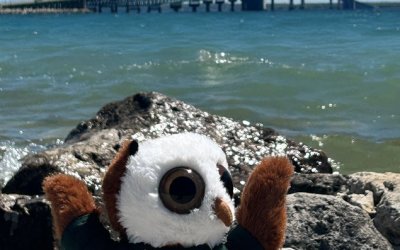 Swoop Says “Yah” to da U.P.: NMC Heads North for UPTLC!